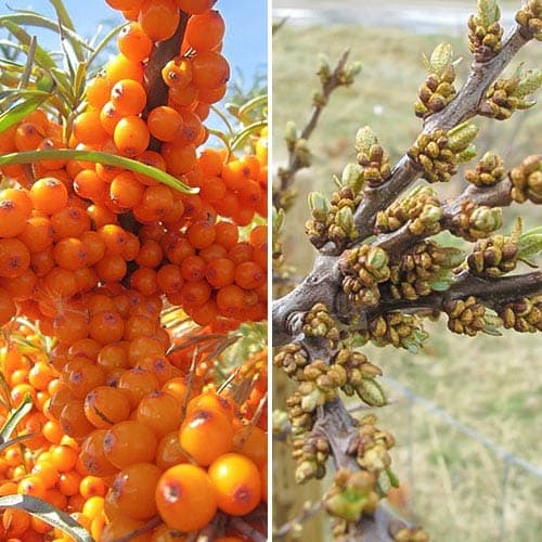 Sanddorn: männlich (1) + weiblich (1) interface.image 1 interface.art 9252