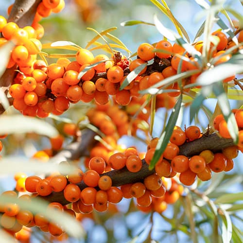 Sanddorn Nivelana, P9 interface.image 1 interface.art 5857