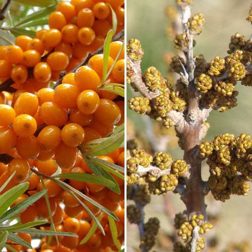 Sanddorn Orange Energy: männlich (1) + weiblich (1) interface.art Bild 1 Sanddorn Orange Energy: männlich (1) + weiblich (1) interface.image 1 interface.art 9253