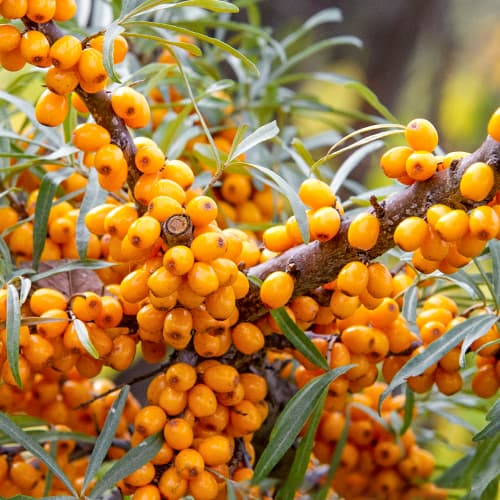 Sanddorn, P9 interface.image 1 interface.art 8282