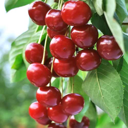 Sauerkirche (columnar) Achat interface.image 1 interface.art 2024