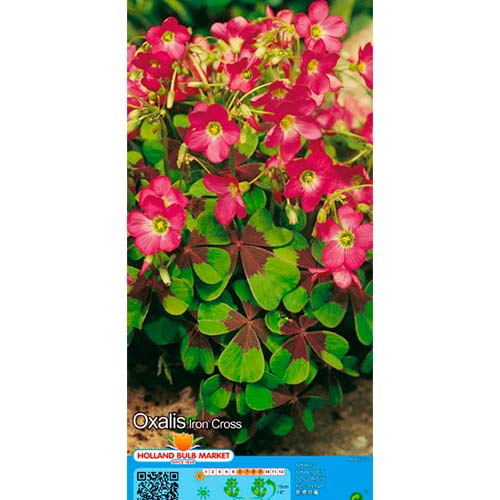 Sauerklee Deppei Iron Cross interface.image 1 interface.art 76481