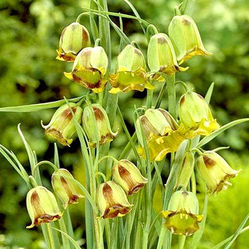 Schachbrettblume (Fritillaria) Acmopetala interface.image 1 interface.art 70243