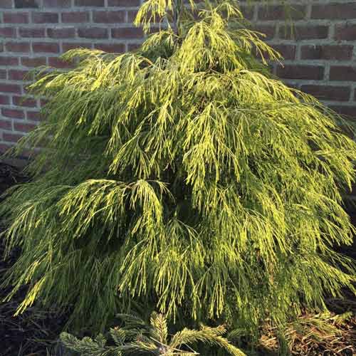 Scheinzypresse Karaca, C4 interface.image 1 interface.art 8243