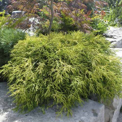 Scheinzypresse Sungold, C2 interface.art Bild 1 Scheinzypresse Sungold, C2 interface.image 1 interface.art 7761