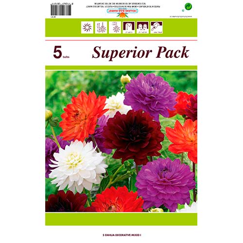 Schmuck-Dahlien, Farbmischung interface.art Bild 1 Schmuck-Dahlien, Farbmischung interface.image 1 interface.art 76415