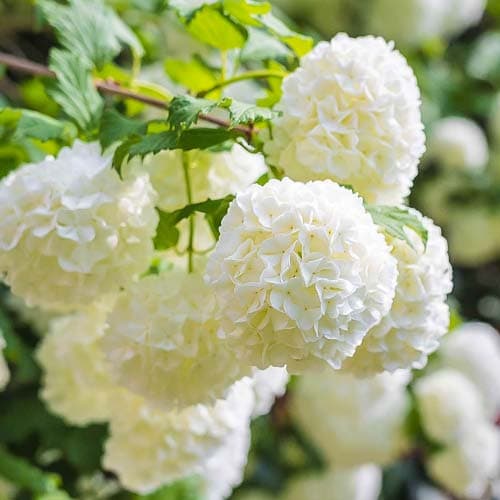 Schneeball Roseum, P9 interface.image 1 interface.art 9048