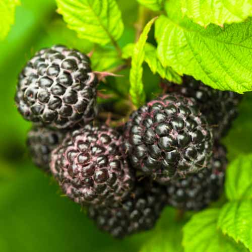 Schwarze Himbeere Black Jewel, Р9 interface.image 1 interface.art 7549