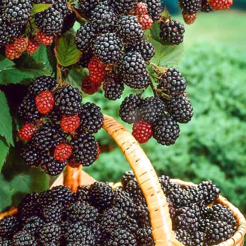 Schwarze Himbeere Bristol interface.image 1 interface.art 7551