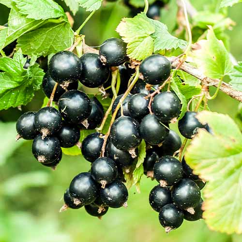 Schwarze Johannisbeere Big Ben, Р9 interface.image 1 interface.art 7575