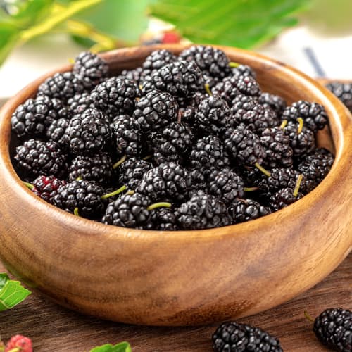 Schwarze Maulbeere, P9 interface.image 1 interface.art 5859