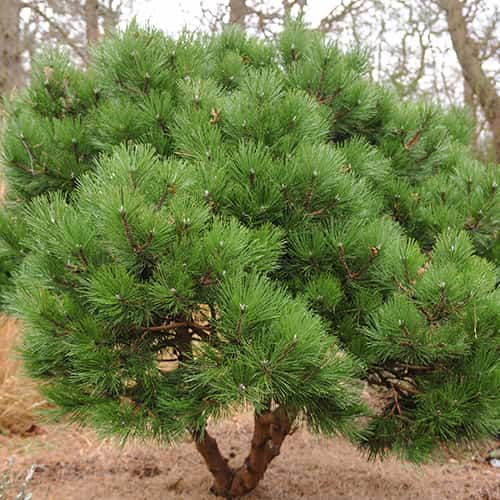 Schwarzkiefer, C2 interface.image 1 interface.art 9689