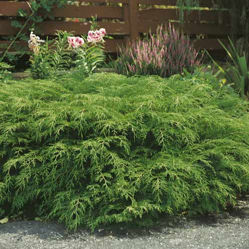 Silbrischer Zwerg-Lebensbaum, C2 interface.image 1 interface.art 7746