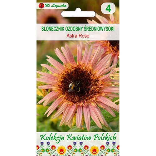 Sonnenblume Astra Rose interface.image 1 interface.art 96748