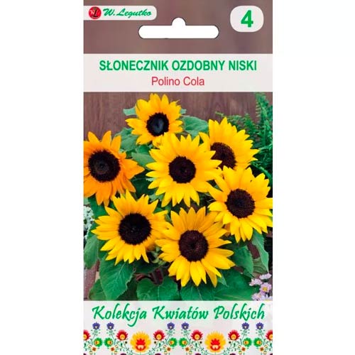 Sonnenblume Polino Cola Legutko interface.image 1 interface.art 86735