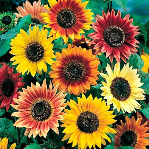 Sonnenblumen Beauty Giant, mix interface.image 1 interface.art 96576