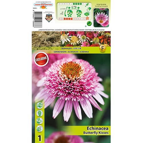 Sonnenhut Butterfly Kisses interface.image 1 interface.art 77833