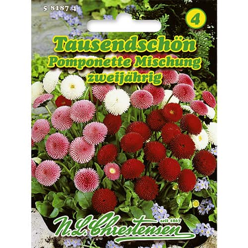 Tausendschön Pomponette Mischung interface.image 1 interface.art 86124