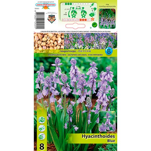 Spanische Hyazinthe blau interface.image 1 interface.art 67367