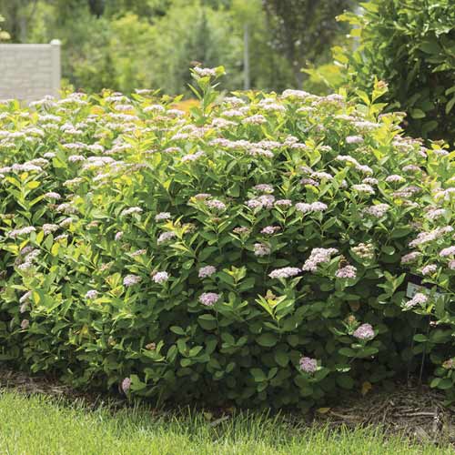 Spiere Pink Sparkler PBR, C3 interface.image 1 interface.art 8579