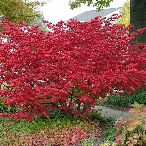 Spindelbaum Compactus interface.image 1 interface.art 9121