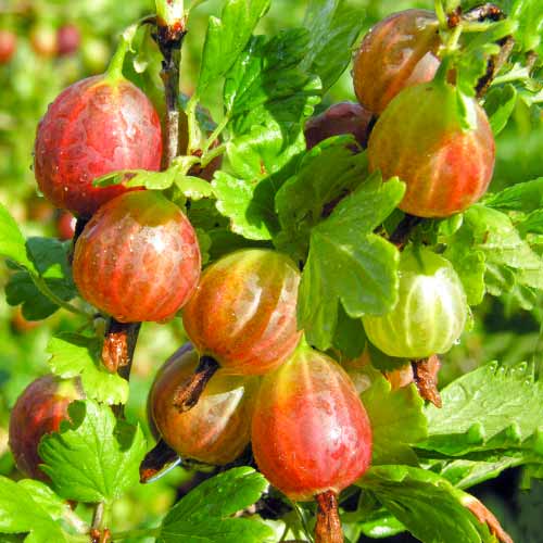 Stachelbeere Achilles interface.art Bild 1 Stachelbeere Achilles interface.image 1 interface.art 5830