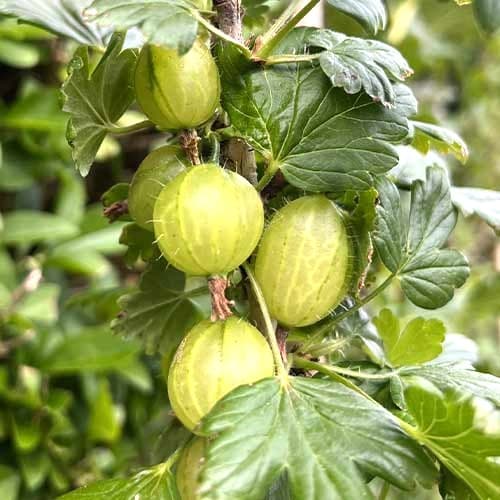 Stachelbeere Invicta interface.art Bild 1 Stachelbeere Invicta interface.image 1 interface.art 7647