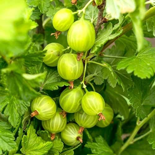 Stachelbeere Mucurines interface.art Bild 1 Stachelbeere Mucurines interface.image 1 interface.art 7646