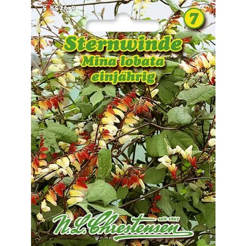 Sternwinde Mina Lobata interface.art Bild 1 Sternwinde Mina Lobata interface.image 1 interface.art 96440