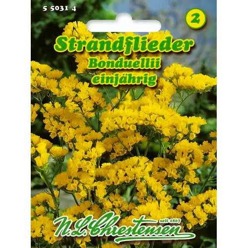 Strandflieder Bonduellii Chrestensen  interface.art Bild 1 Strandflieder Bonduellii Chrestensen  interface.image 1 interface.art 50031