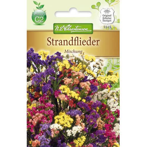 Strandflieder Mischung interface.art Bild 1 Strandflieder Mischung interface.image 1 interface.art 78979