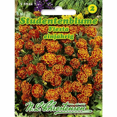 Studentenblume Fiesta interface.art Bild 1 Studentenblume Fiesta interface.image 1 interface.art 86206