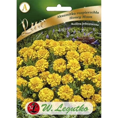 Studentenblume Honey Monn gelb interface.art Bild 1 Studentenblume Honey Monn gelb interface.image 1 interface.art 86737