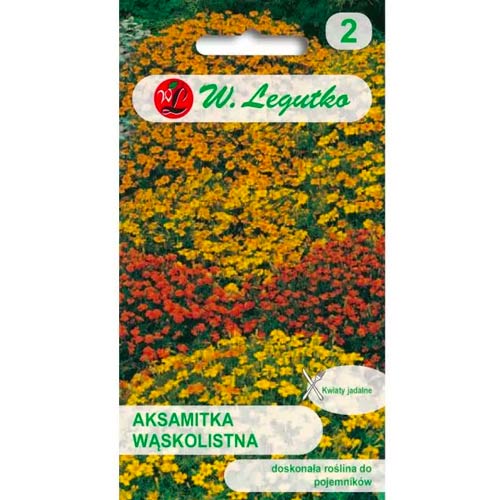 Studentenblume Lulu mischung Legutko interface.image 1 interface.art 50079