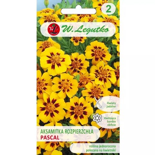 Studentenblume Pascal Legutko interface.image 1 interface.art 96690