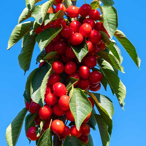 Süßkirche (columnar) Her Torra interface.image 1 interface.art 2010