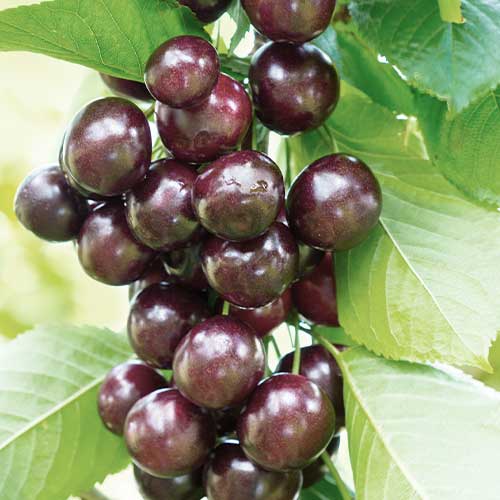 Süßkirche (columnar) Narana interface.image 1 interface.art 2011