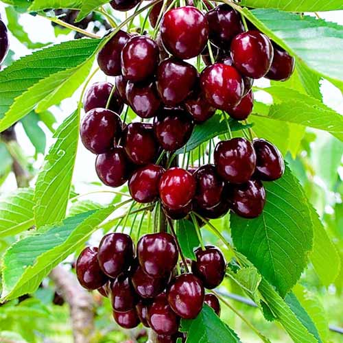 Süßkirche (columnar) Reggina interface.image 1 interface.art 2012