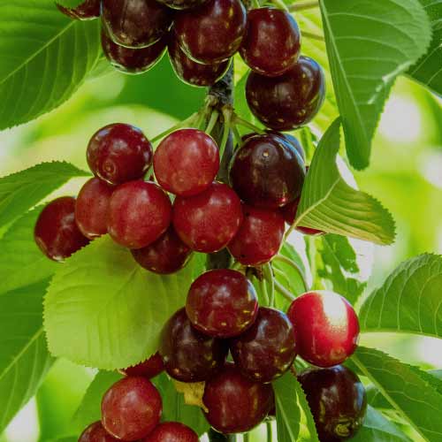 Süßkirche (columnar) Sabrina interface.image 1 interface.art 2013