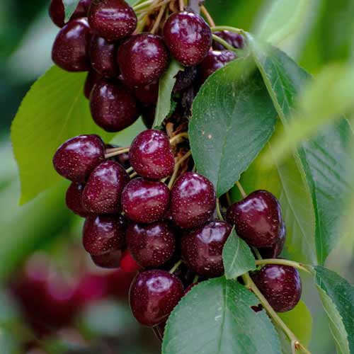 Süßkirche (columnar) Samba interface.image 1 interface.art 2014