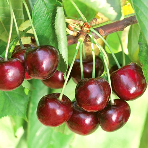 Süßkirsche Ferrovia interface.image 1 interface.art 7970