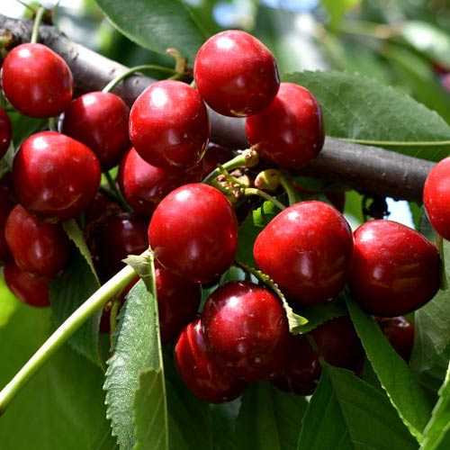 Süßkirsche Lydia, С2 interface.art Bild 1 Süßkirsche Lydia, С2 interface.image 1 interface.art 7967