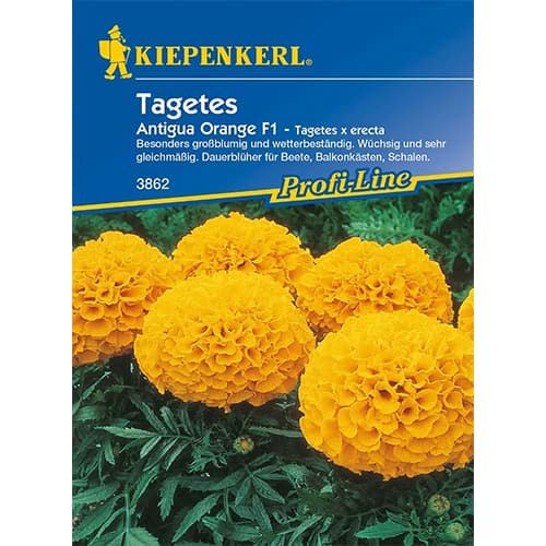 Tagetes Antigua Orange F1 interface.art Bild 1 Tagetes Antigua Orange F1 interface.image 1 interface.art 86341
