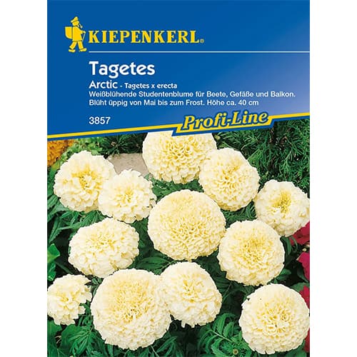 Tagetes Arctic interface.art Bild 1 Tagetes Arctic interface.image 1 interface.art 86342