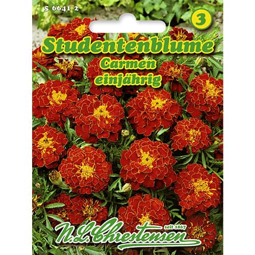 Studentenblume Carmen interface.image 1 interface.art 86204