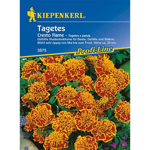 Tagetes Cresto Flame interface.art Bild 1 Tagetes Cresto Flame interface.image 1 interface.art 87264