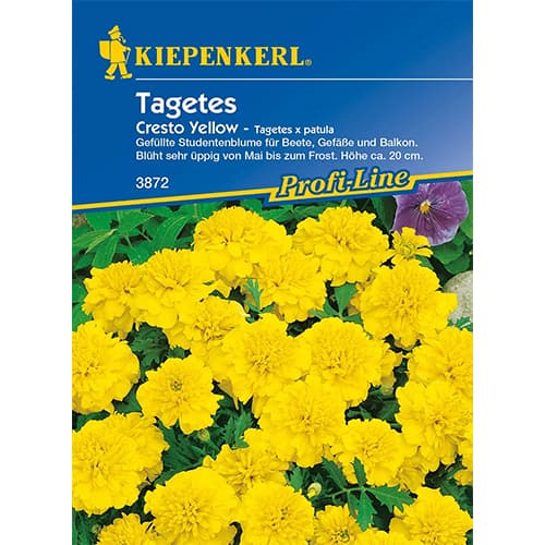 Tagetes Cresto Yellow interface.art Bild 1 Tagetes Cresto Yellow interface.image 1 interface.art 86345