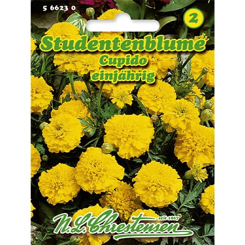 Studentenblume Cupido interface.art Bild 1 Studentenblume Cupido interface.image 1 interface.art 86205