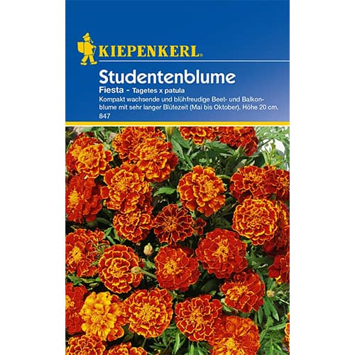 Tagetes Fiesta interface.art Bild 1 Tagetes Fiesta interface.image 1 interface.art 77401