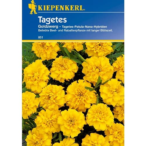 Tagetes Goldzwerg interface.art Bild 1 Tagetes Goldzwerg interface.image 1 interface.art 77402